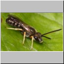 Halictus tumulorum - Furchenbiene m01b 7mm Tongrube OS-Wallenhorst.jpg